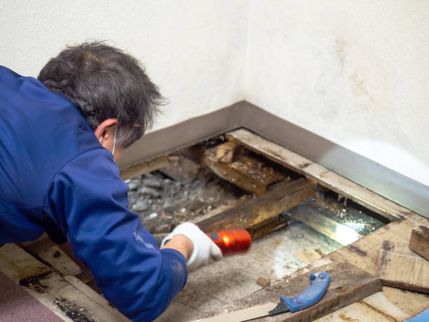 Best Best Mold Removal Companies  in Troy, NY