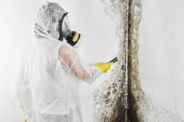 Best Attic Mold Removal  in Troy, NY