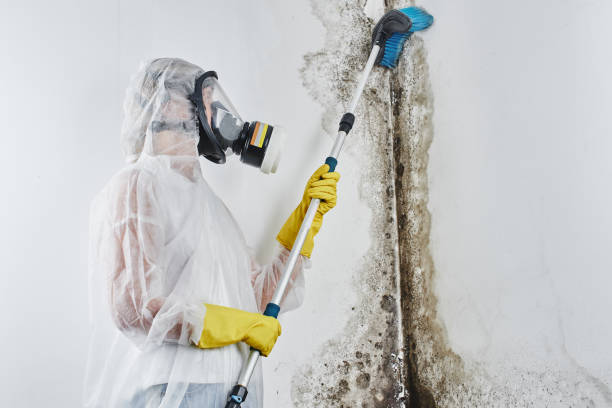 Home Mold Removal in Troy, NY