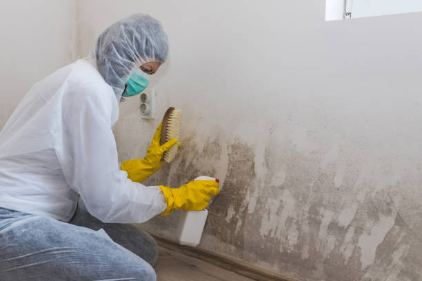 Best Mold Damage Repair  in Troy, NY