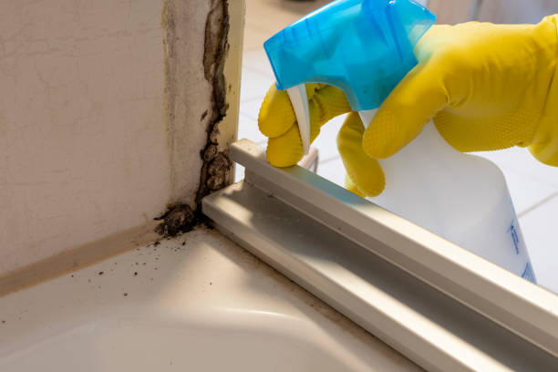 Office Mold Removal Services in Troy, NY