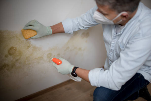 Best Attic Mold Removal  in Troy, NY