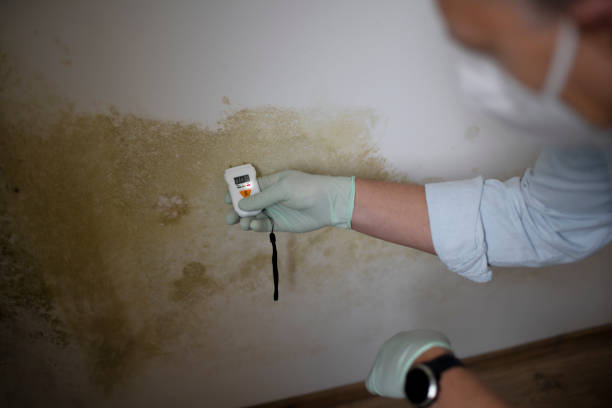 Best Commercial Mold Removal  in Troy, NY