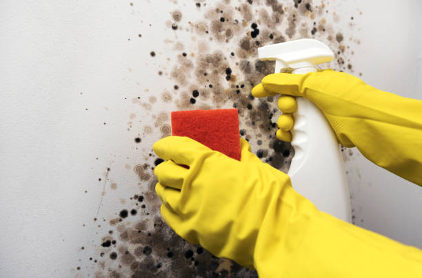 Best Toxic Mold Removal  in Troy, NY