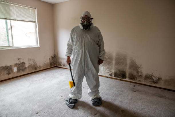 Best Mold Damage Repair  in Troy, NY