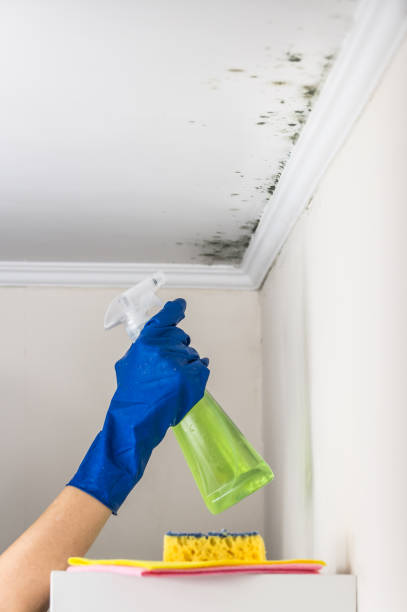 Best Crawl Space Mold Removal  in Troy, NY